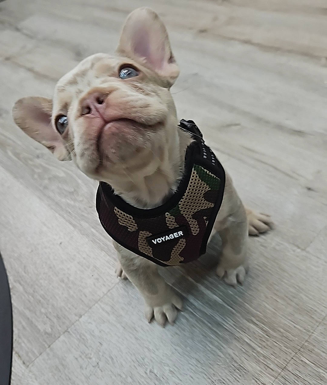 Chappo joined the competition — help win amazing prizes! bulldog, canidae, carnivore, collar, companion_dog, dog, dog_breed, dog_clothes, dog_collar, dog_supply, fashion_accessory, fawn, fur, leash, pet_supply, snout, terrestrial_animal, whiskers, working_animal, wrinkle