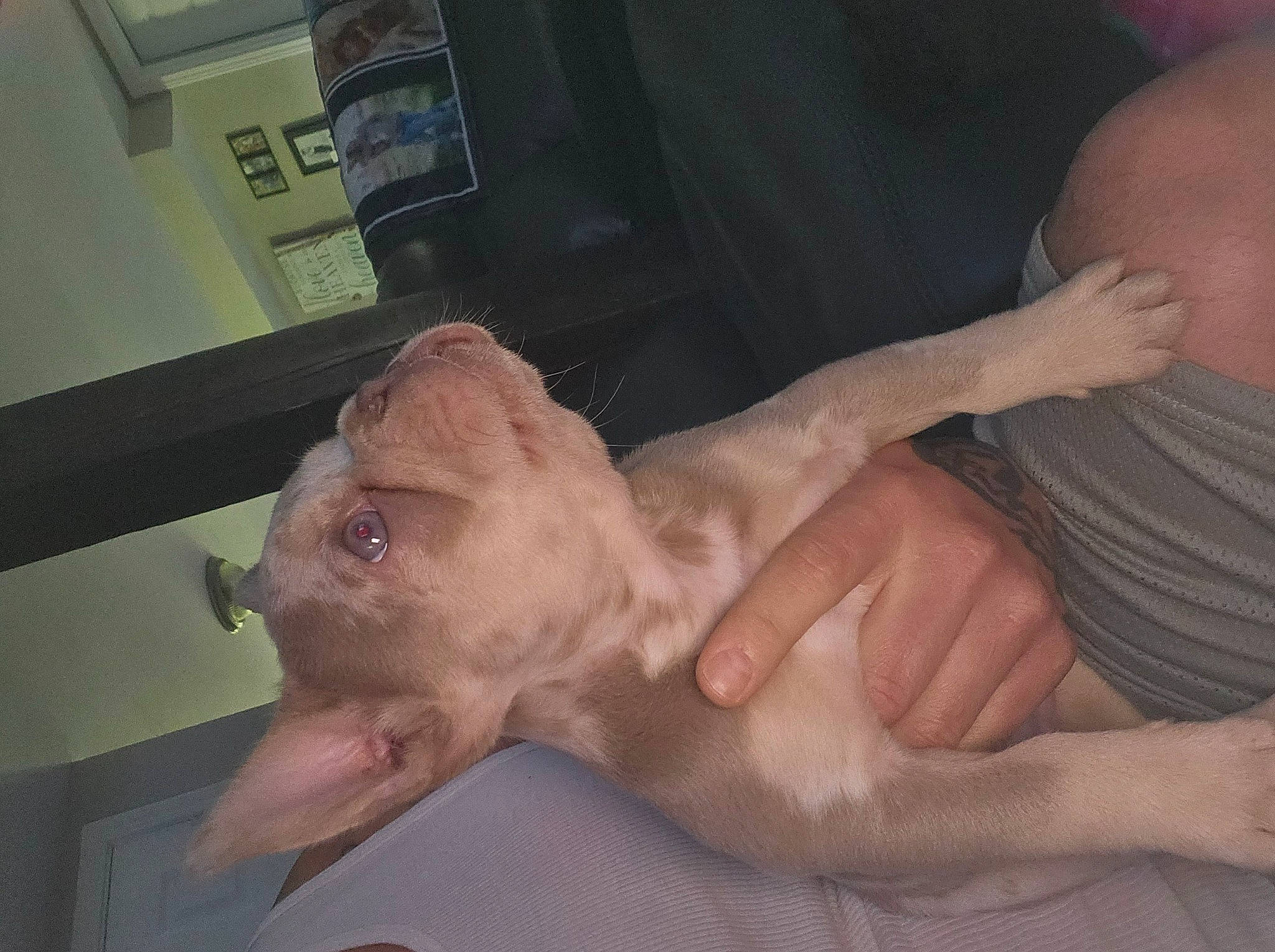 Chappo is registered to the contest to win money with this photo: carnivore, comfort, companion_dog, dog, dog_breed, ear, fawn, felidae, foot, gesture, jaw, leg, liver, nail, snout, sporting_group, thumb, whiskers, wrinkle, wrist