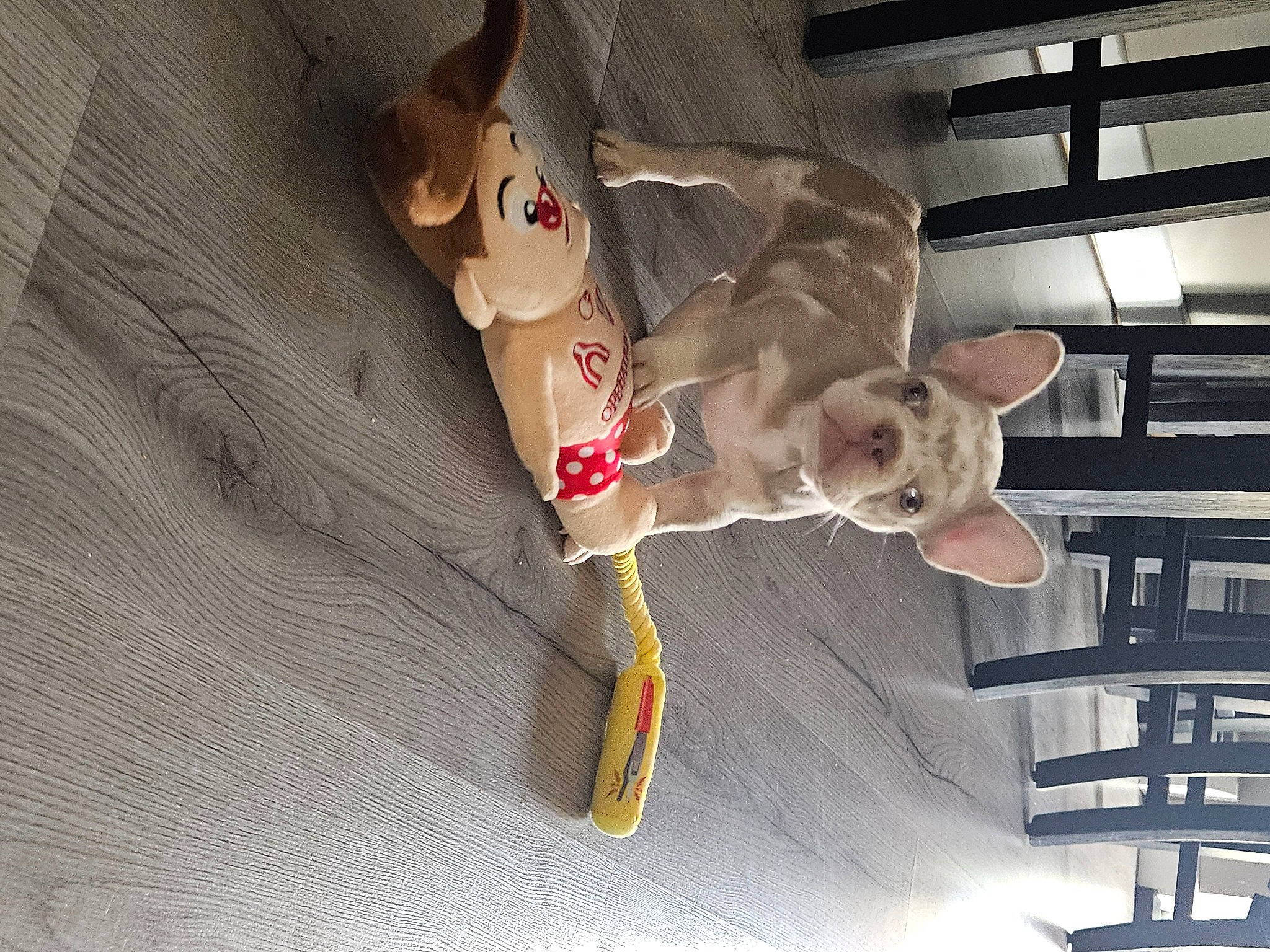 Chappo is registered to the contest to win money with this photo: carmine, carnivore, companion_dog, dog_breed, eyewear, fawn, felidae, fictional_character, flooring, fur, plush, room, stuffed_toy, sunglasses, tail, toy, toy_dog, whiskers, wood, working_animal