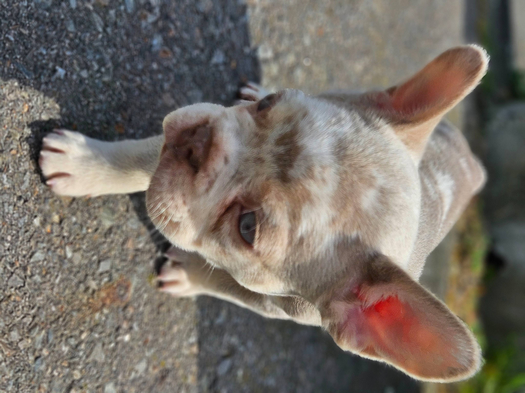 Chappo is registered to the contest to win money with this photo: canidae, carnivore, collar, dog_breed, domestic_short_haired_cat, eye, fang, fawn, felidae, fur, jaw, liver, non_sporting_group, small_to_medium_sized_cats, sporting_group, tail, terrestrial_animal, whiskers, wildlife, working_animal