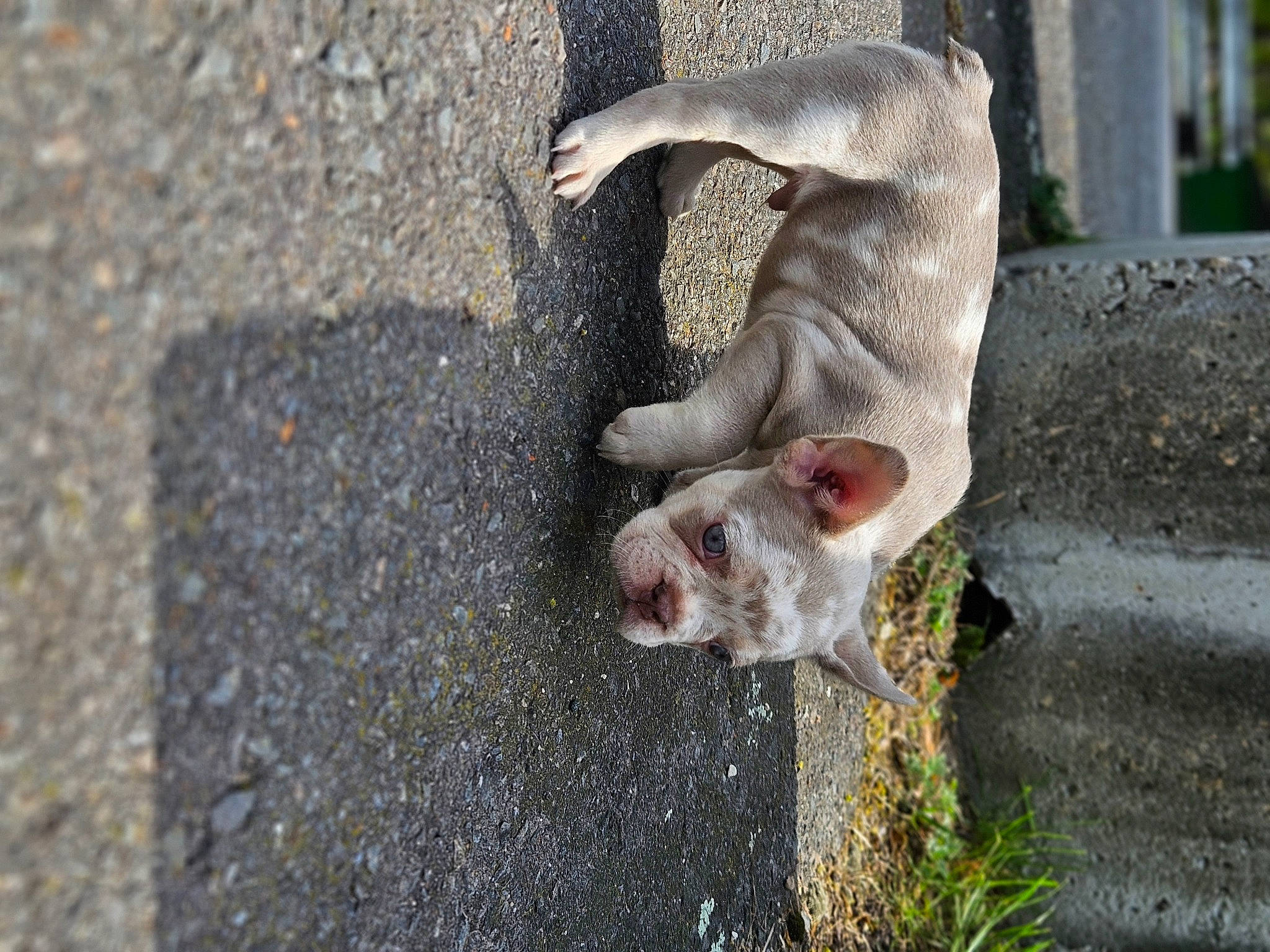 Chappo is registered to the contest to win money with this photo: asphalt, canidae, carnivore, companion_dog, concrete, dog_breed, fawn, grass, livestock, mammal, non_sporting_group, plant, road_surface, snout, sporting_group, tail, terrestrial_animal, vertebrate, whiskers, wildlife