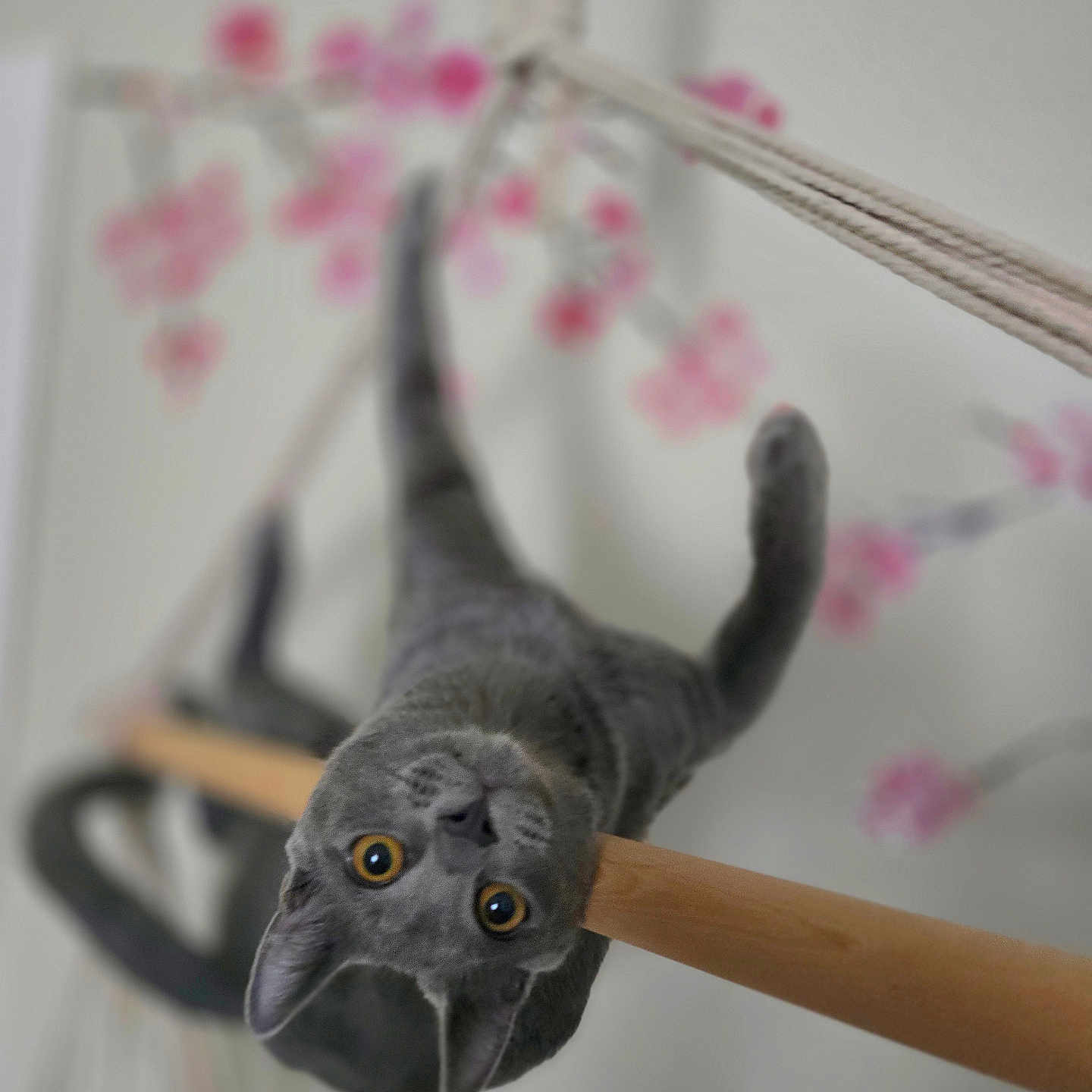 Ash joined the competition — help win amazing prizes! abyssinian, accessories, animal, bird, blackcat, cat, cherryblossom, figurine, flower, flowerarrangement, furniture, kitten, lemur, manx, pet, plant, shelf, snout, strap, wood