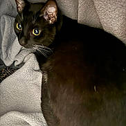 Pluto is registered to the contest to win money with this photo: cat, black_cat, animal, pet, feline, whiskers, ear, eye, fur, blanket, texture, cozy, resting, curious, indoor, close_up, soft, cute, mammal, companionship