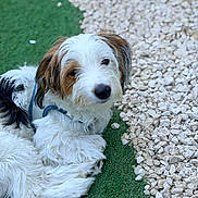 Olaf a rejoint le concours — aidez-le/la à gagner de superbes lots ! adorable, animal, artificial_grass, black_fur, brown_fur, close_up, companion, dog, dogs, fluffy, garden, gravel, harness, lying_down, outdoor, pet, portrait, puppy, sitting, white_fur