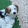 adorable, animal, artificial_grass, black_fur, brown_fur, close_up, companion, dog, dogs, fluffy, garden, gravel, harness, lying_down, outdoor, pet, portrait, puppy, sitting, white_fur