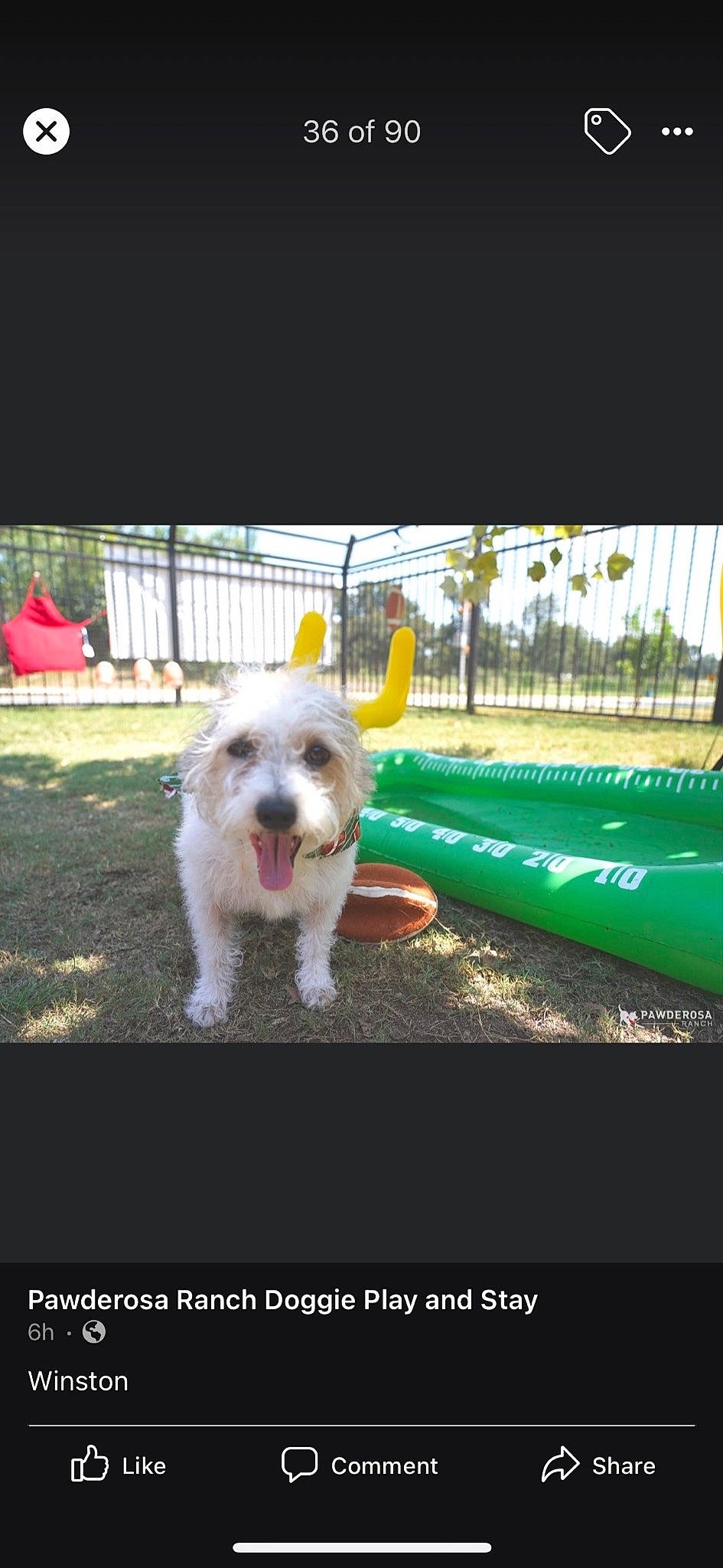 Winston is registered to the contest to win money with this photo: ball, canidae, carnivore, chair, companion_dog, dog, dog_breed, dog_supply, flooring, grass, non_sporting_group, plant, recreation, rectangle, small_terrier, snout, sporting_group, terrier, toy_dog, working_animal