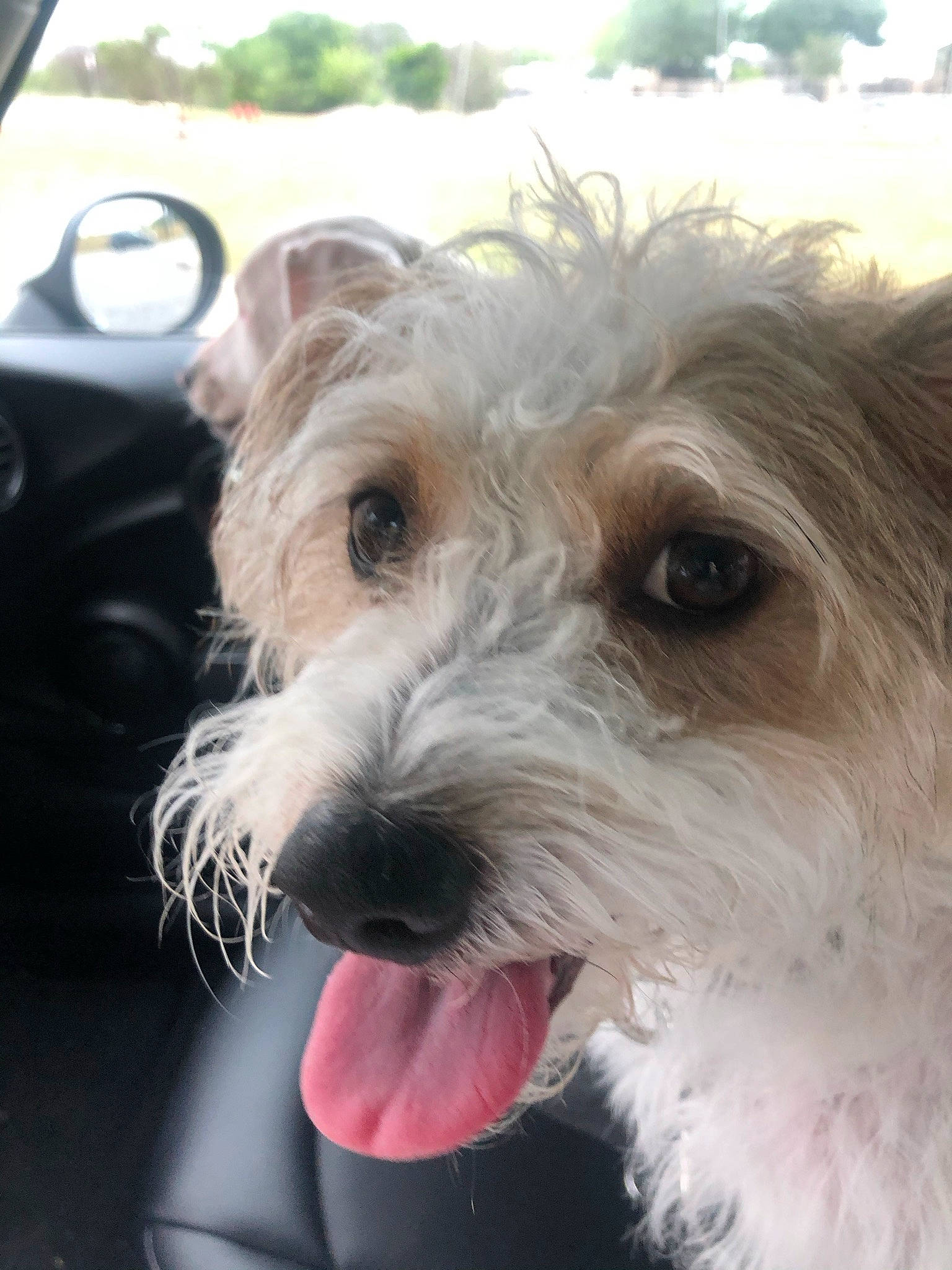 Winston is registered to the contest to win money with this photo: biewer_terrier, canidae, car, carnivore, companion_dog, dog, dog_breed, dog_collar, fur, hood, maltepoo, mirror, personal_luxury_car, small_terrier, sporting_group, steering_wheel, terrier, toy_dog, windshield, working_animal