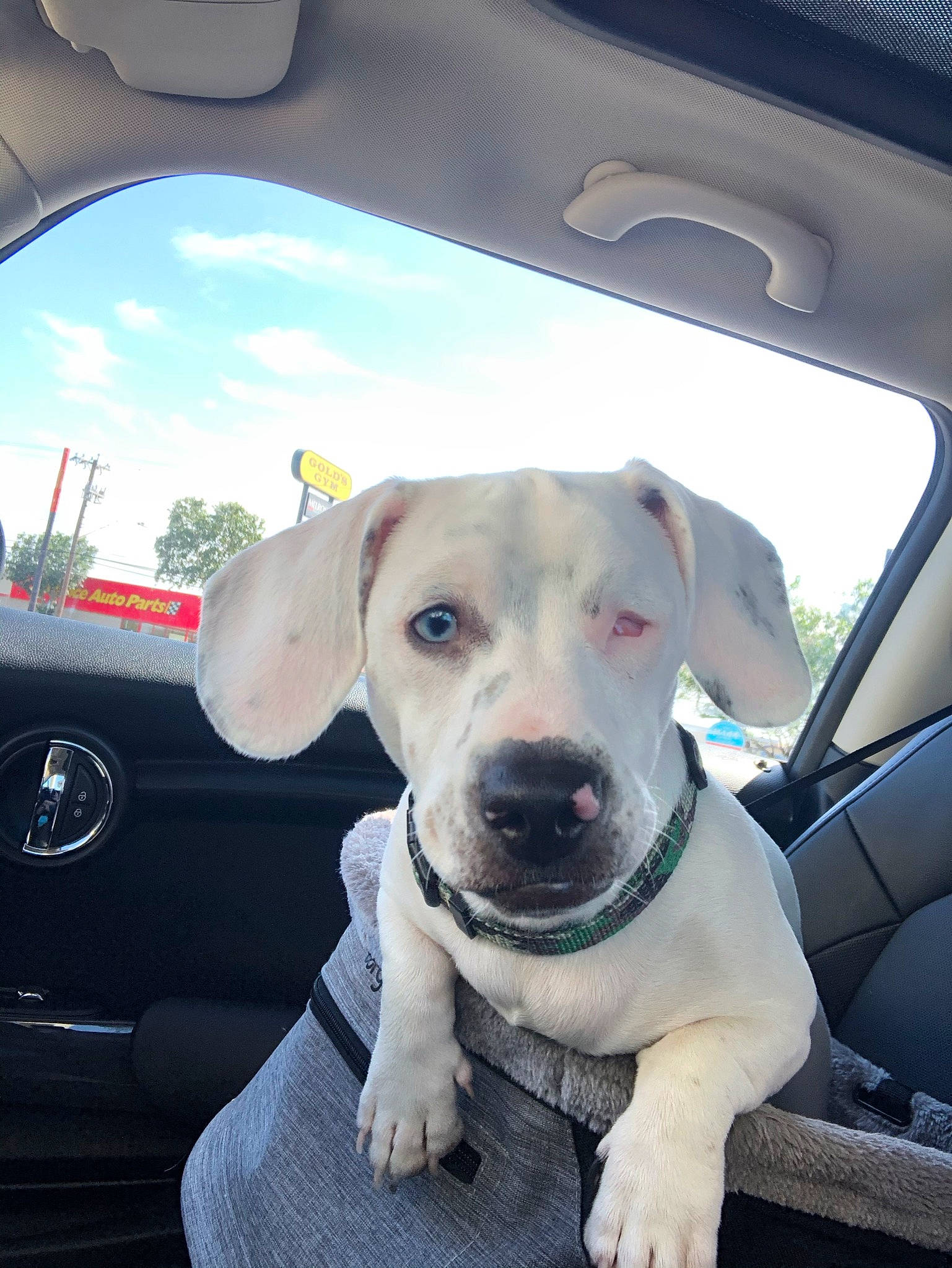 Kai joined the competition — help win amazing prizes! automotive_exterior, automotive_lighting, automotive_mirror, car, carnivore, cloud, collar, companion_dog, dog, dog_breed, dog_collar, fawn, fender, hood, motor_vehicle, rear_view_mirror, sky, vehicle, vehicle_door, whiskers