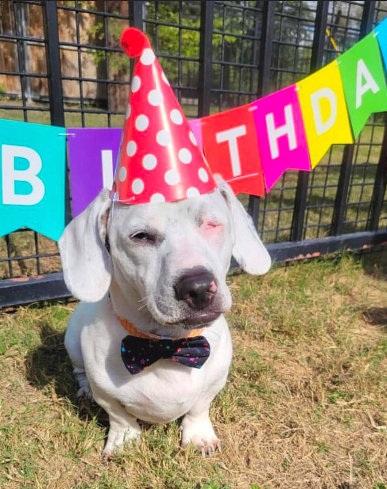 Kai is registered to the contest to win money with this photo: carnivore, collar, companion_dog, dog, dog_breed, dog_collar, dog_supply, event, fashion_accessory, fawn, fence, grass, lawn_ornament, leash, party_hat, party_supply, pet_supply, recreation, working_animal, yard