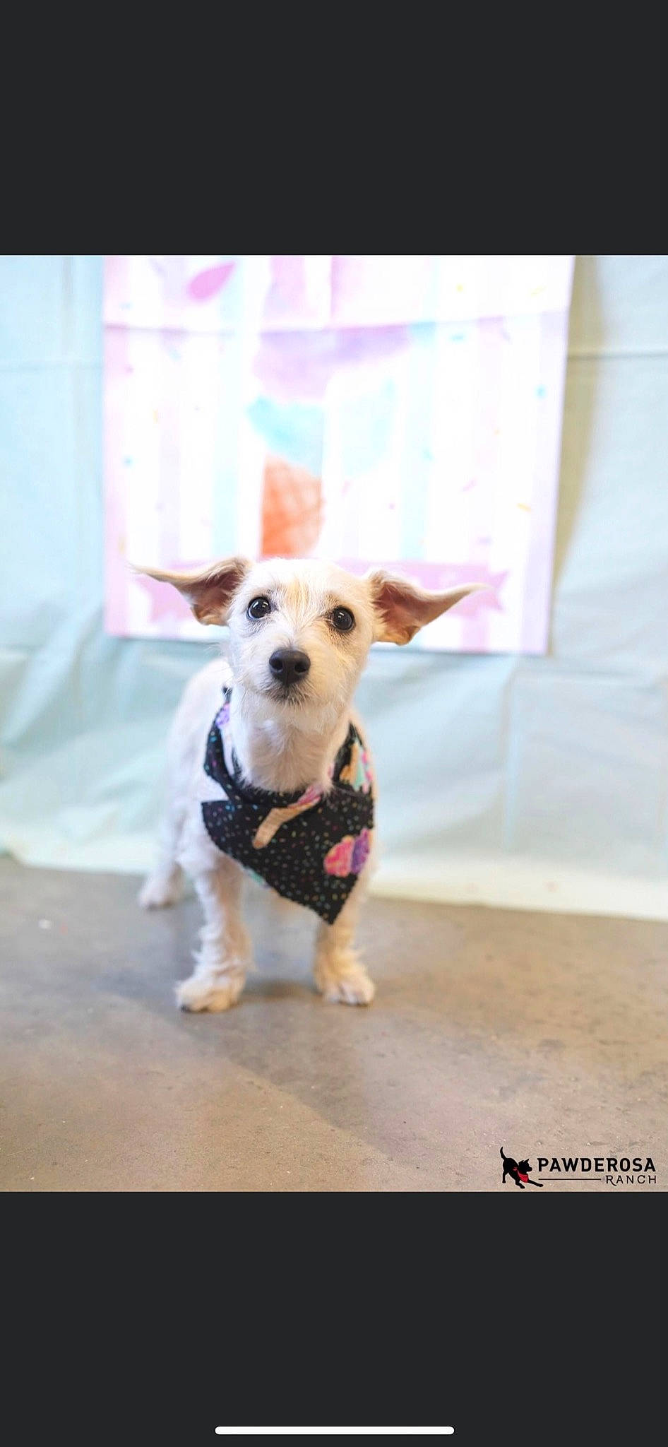 Remington joined the competition — help win amazing prizes! canidae, carnivore, collar, companion_dog, dog, dog_breed, dog_clothes, dog_supply, fawn, flooring, fur, pet_supply, pink, small_terrier, sporting_group, tail, terrier, toy_dog, whiskers, working_animal