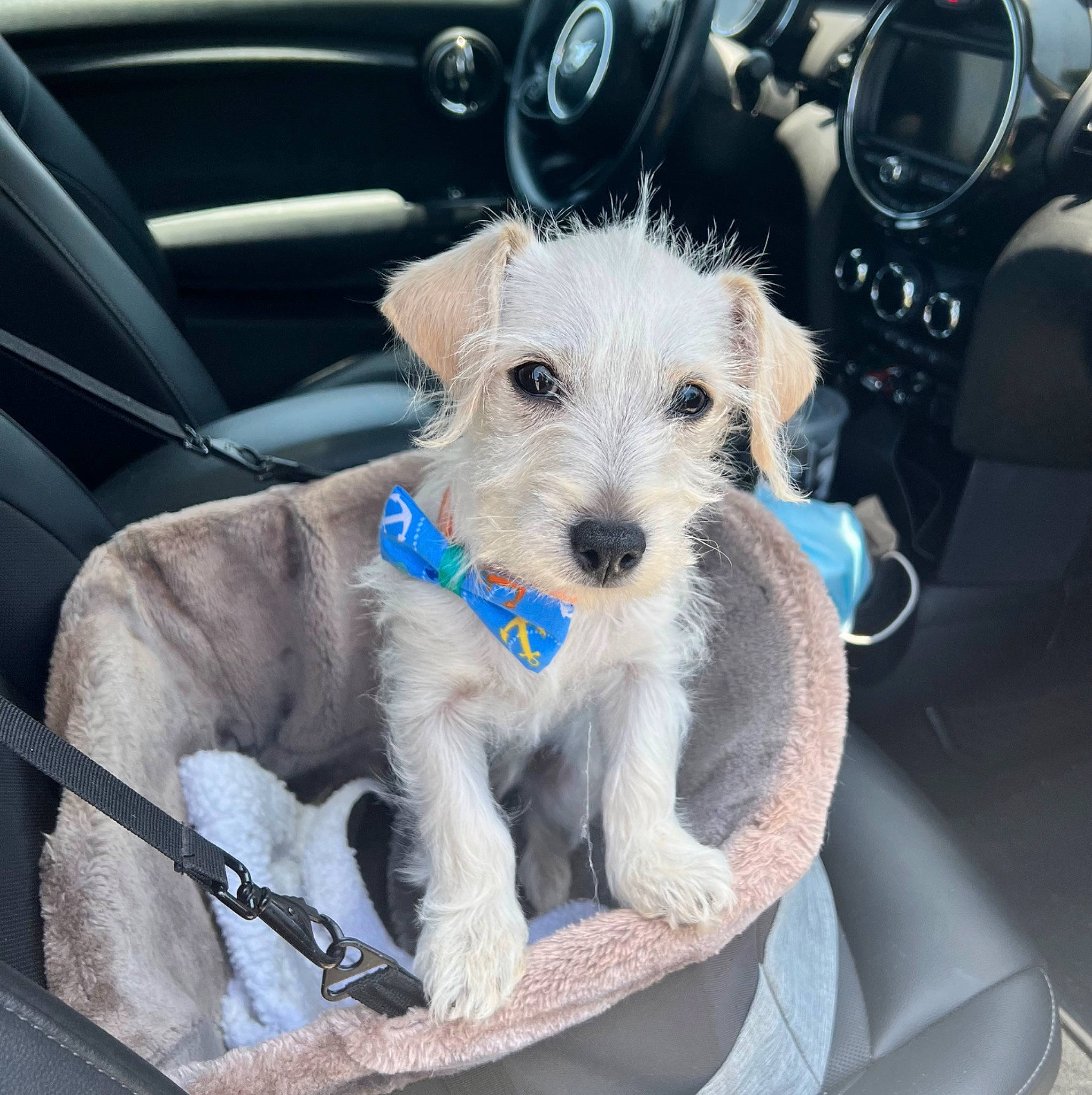Remington is registered to the contest to win money with this photo: auto_part, car, car_seat, carnivore, center_console, collar, companion_dog, dog, dog_breed, dog_collar, fawn, motor_vehicle, personal_luxury_car, radio, snout, steering_wheel, toy_dog, vehicle, vehicle_door, white
