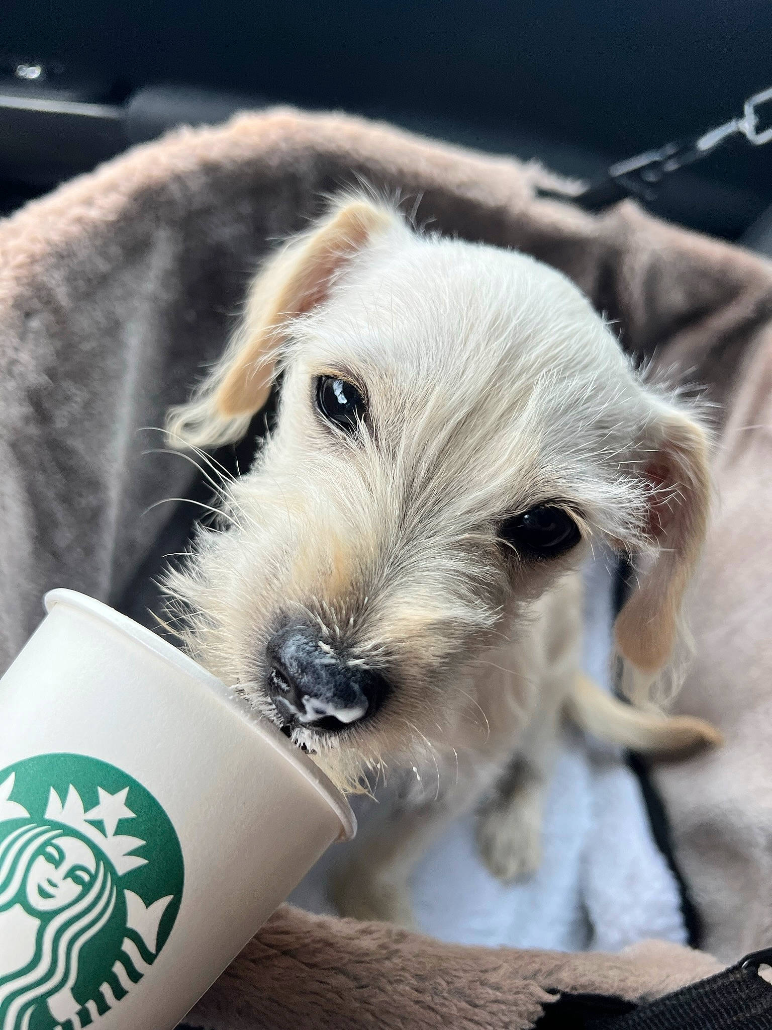Remington joined the competition — help win amazing prizes! canidae, carnivore, companion_dog, cup, dog, dog_breed, drinkware, fawn, fur, paw, puppy, puppy_love, small_terrier, snout, sporting_group, terrier, toy_dog, whiskers, working_animal