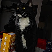 Luna joined the competition — help win amazing prizes! cat, tuxedo_cat, black_and_white, bed, blanket, yellow_eyes, indoor, feline, pet, whiskers, fur, box, illustration, wall, closet, doorway, home, cozy, animal, looking_away