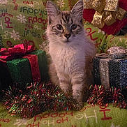 Moon is registered to the contest to win money with this photo: animal, blanket, cat, celebration, christmas, closeup, cozy, cute, decorations, feline, festive, fluffy, gift, holiday, indoor, pet, present, sitting, tinsel, winter