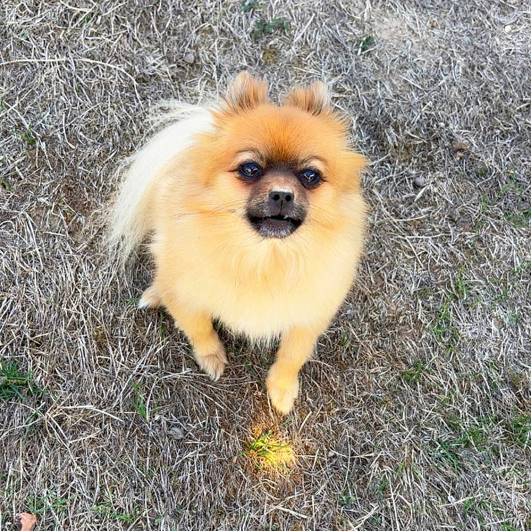 Happy a rejoint le concours — aidez-le/la à gagner de superbes lots ! dog, pomeranian, small_dog, fluffy, golden, long_hair, standing, outdoors, grass, dry_grass, backyard, pet, companion_animal, looking_at_camera, portrait, cute, furry, tail, ears, natural_light