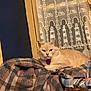 animal, blanket, calm, cat, cozy, curtain, domestic, ears, eyes, face, feline, fur, indoor, lace, lighthouse_pattern, pet, plaid, purple_tag, resting, window