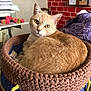 cat, cozy, crafts, crocheted_basket, curious_eyes, curled_up, domestic_cat, feline, fur, handmade, home_interior, indoor, knitting, looking_back, orange_tabby, pet, red_brick_wall, relaxed, table, yarn