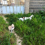 Gina a rejoint le concours — aidez-le/la à gagner de superbes lots ! alert, animal, cat, concrete_wall, curious, daylight, dog, fence, grass, greenery, leash, metal_gate, nature, orange_cat, outdoor, path, pets, summer, two_dogs, white_dogs