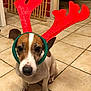 Judy participe au concours pour gagner de l'argent avec cette photo : animal, antlers, brown_and_white, costume, cute, dog, domestic_animal, ears, eyes, festive, floor, headgear, holiday, indoor, looking_at_camera, nose, pet, sitting, small_dog, tile_floor