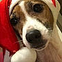 Judy participe au concours pour gagner de l'argent avec cette photo : animal, christmas, close_up, cute, dog, domestic_animal, eye, face, festive, fur, headwear, holiday, mammal, nose, pet, portrait, red, santa_hat, whiskers, white