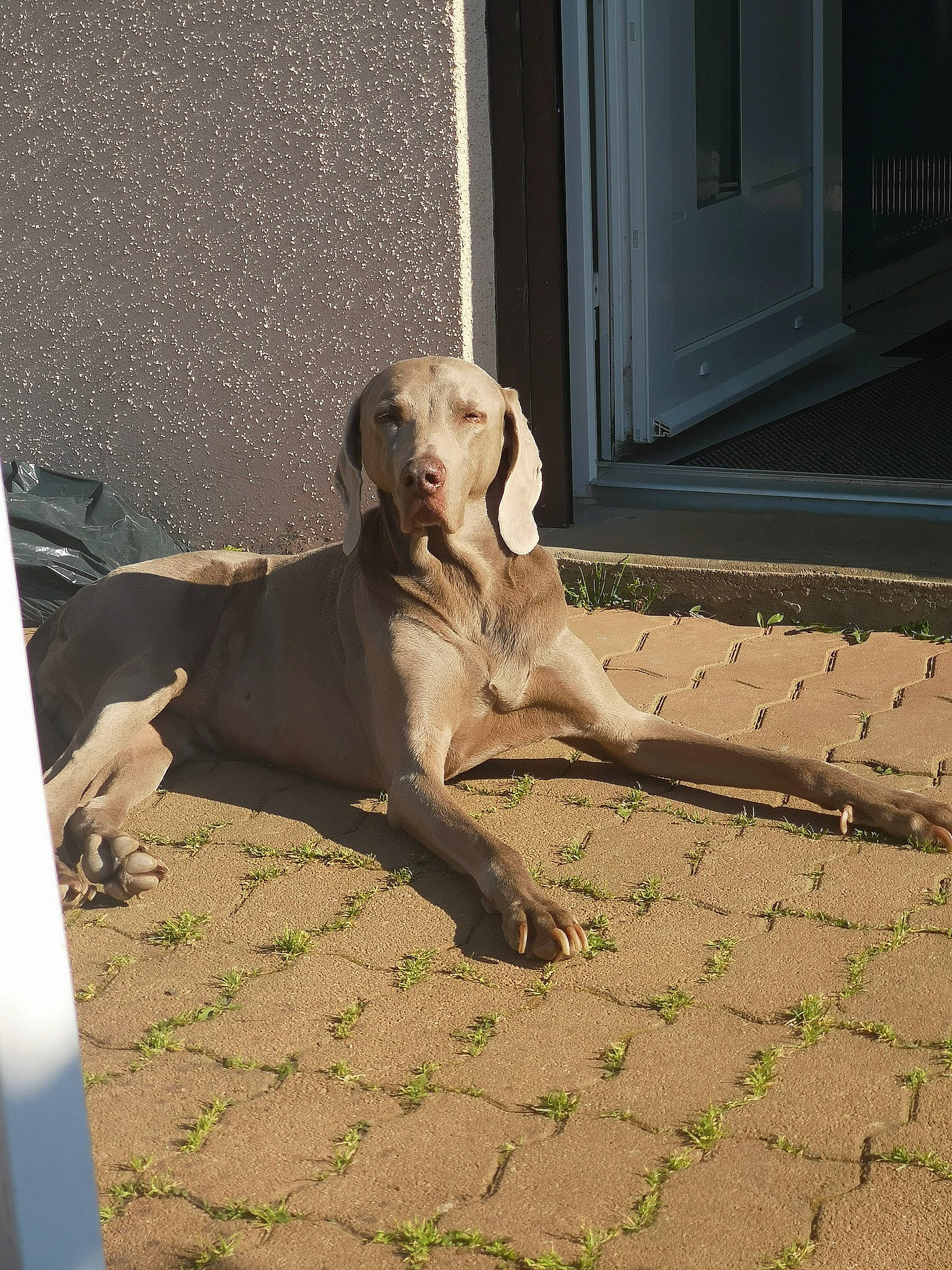 Chelsea participe au concours pour gagner de l'argent avec cette photo : canidae, carnivore, companion_dog, dog, dog_breed, fawn, labrador_retriever, mammal, retriever, snout, sporting_group, weimaraner