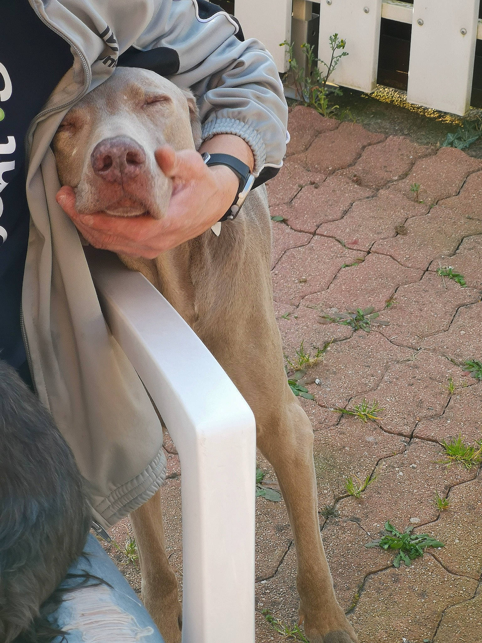 Chelsea a rejoint le concours — aidez-le/la à gagner de superbes lots ! canidae, carnivore, dog, dog_breed, ear, fawn, pit_bull, sporting_group, weimaraner