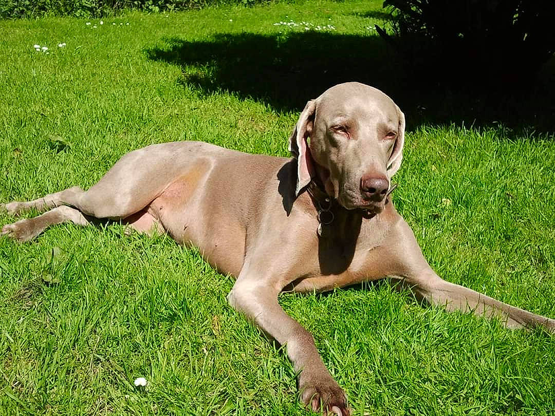Chelsea participe au concours pour gagner de l'argent avec cette photo : canidae, carnivore, dog, dog_breed, fawn, grass, hunting_dog, liver, mammal, pointing_breed, sporting_group, vertebrate, vizsla, weimaraner