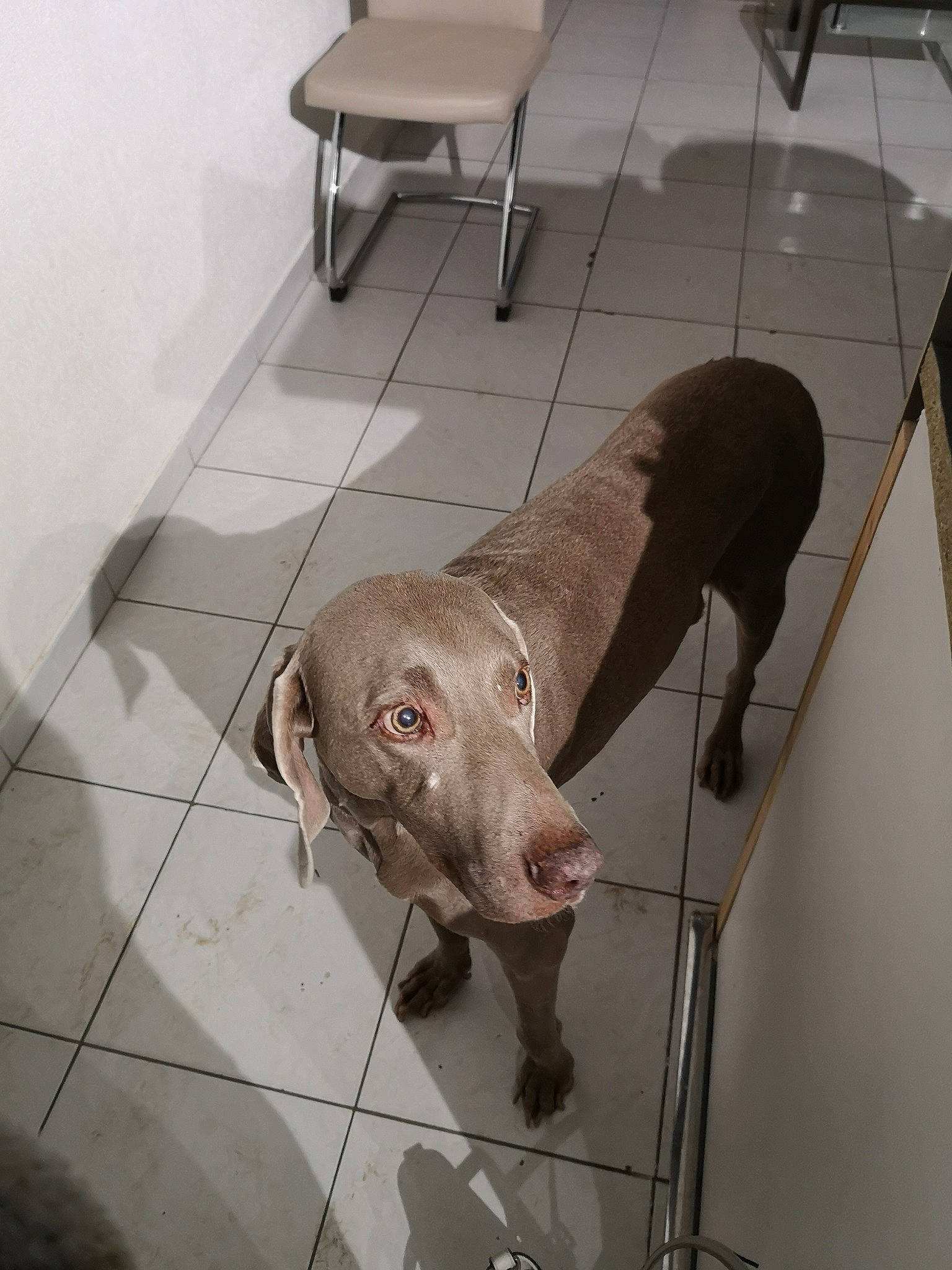 Chelsea a rejoint le concours — aidez-le/la à gagner de superbes lots ! canidae, carnivore, companion_dog, dog, dog_breed, fawn, floor, german_shorthaired_pointer, gun_dog, liver, pointer, pointing_breed, snout, sporting_group, tile, vizsla, weimaraner