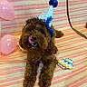 dog, birthday_hat, brown_fur, pink_balloons, striped_backdrop, cookie, party, celebration, pet, cute, playful, lying_down, tongue_out, festive, indoor, decorations, canine, fluffy, happy, animal