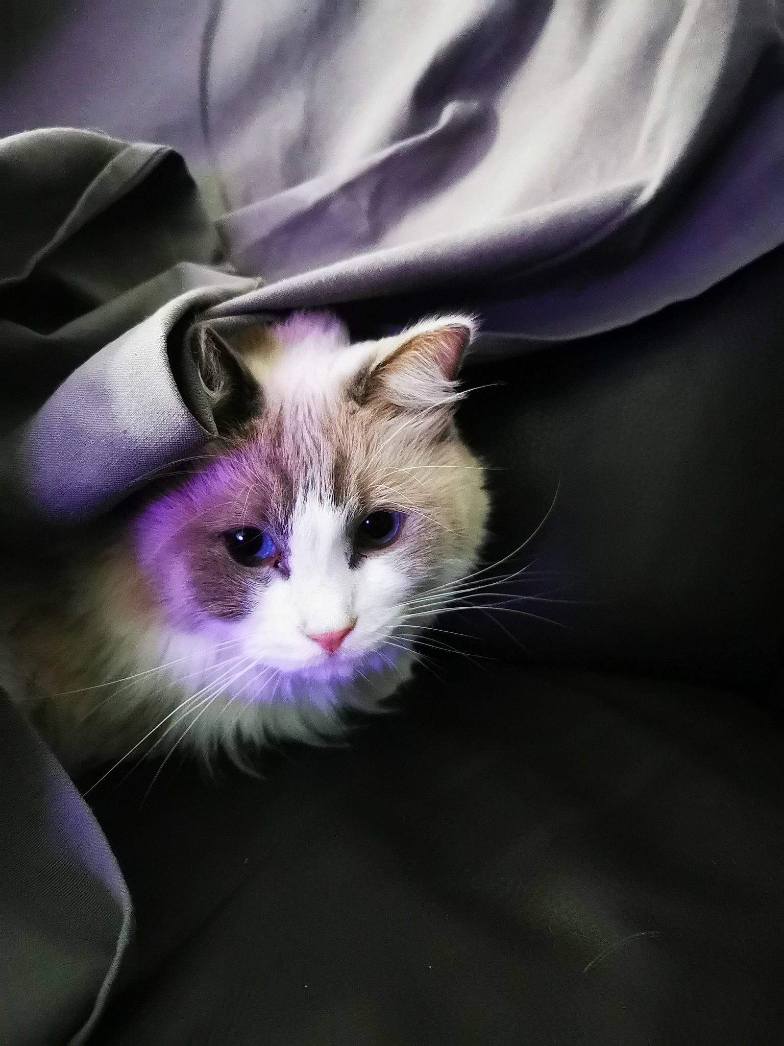 Layton participe au concours pour gagner de l'argent avec cette photo : carnivore, cat, ear, eye, felidae, fur, kitten, norwegian_forest_cat, ojos_azules, ragamuffin, ragdoll, small_to_medium_sized_cats, snout, whiskers