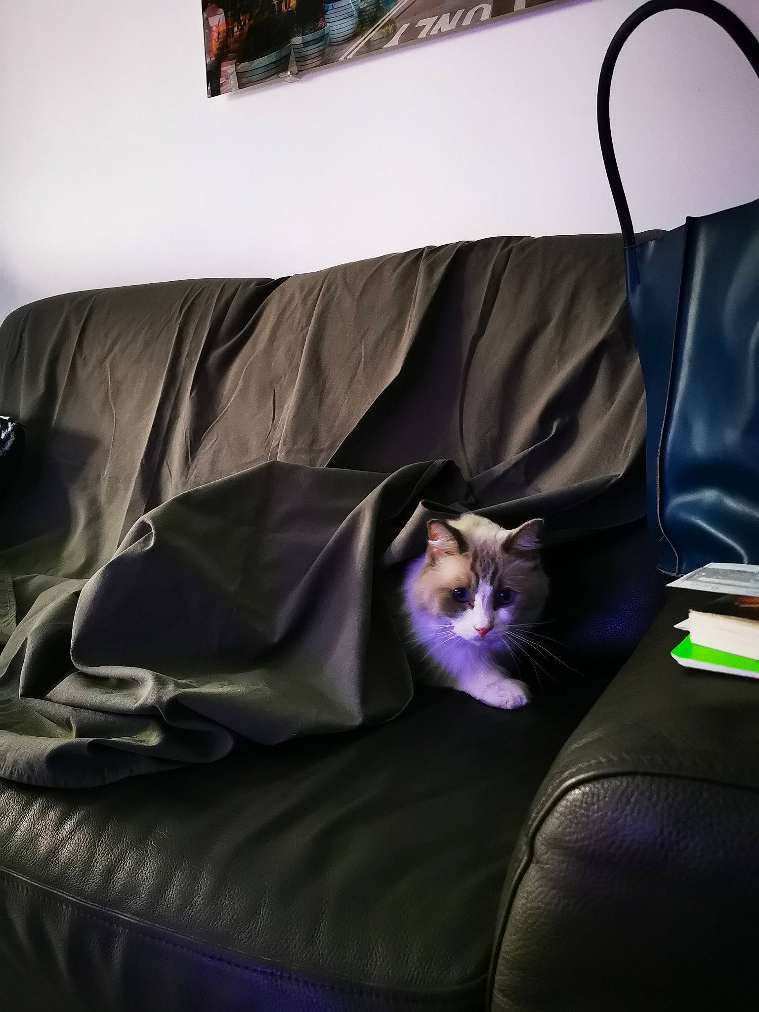 Layton participe au concours pour gagner de l'argent avec cette photo : bed, bed_sheet, bedding, bedroom, cat, comfort, couch, furniture, linens, nap, purple, room, textile