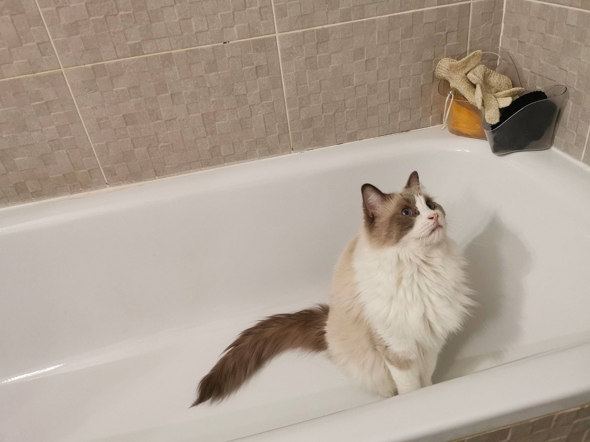 Layton participe au concours pour gagner de l'argent avec cette photo : aegean_cat, balinese, bathtub, carnivore, cat, domestic_long_haired_cat, domestic_short_haired_cat, european_shorthair, felidae, norwegian_forest_cat, ojos_azules, plumbing_fixture, ragamuffin, ragdoll, room, sink, small_to_medium_sized_cats, tail, turkish_van, whiskers