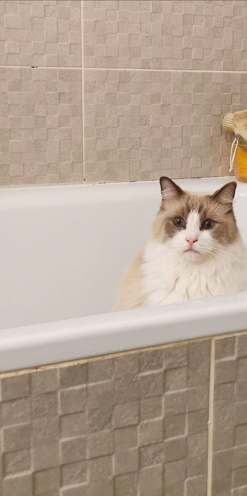 Layton a rejoint le concours — aidez-le/la à gagner de superbes lots ! aegean_cat, bathtub, carnivore, cat, domestic_short_haired_cat, fawn, felidae, kitten, maine_coon, norwegian_forest_cat, ragamuffin, ragdoll, room, small_to_medium_sized_cats, tile, turkish_van, whiskers