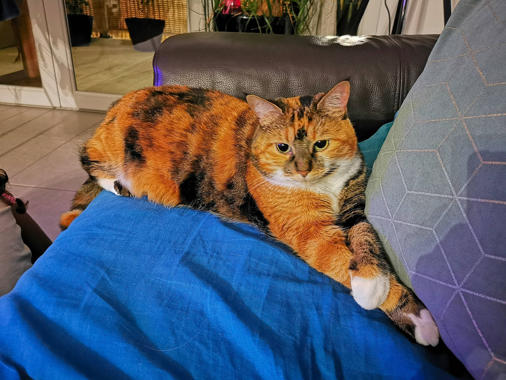 Ivy a rejoint le concours — aidez-le/la à gagner de superbes lots ! aegean_cat, asian, carnivore, cat, claw, domestic_short_haired_cat, dragon_li, european_shorthair, fawn, felidae, fur, kitten, mammal, small_to_medium_sized_cats, tabby_cat, toyger, whiskers, wild_cat