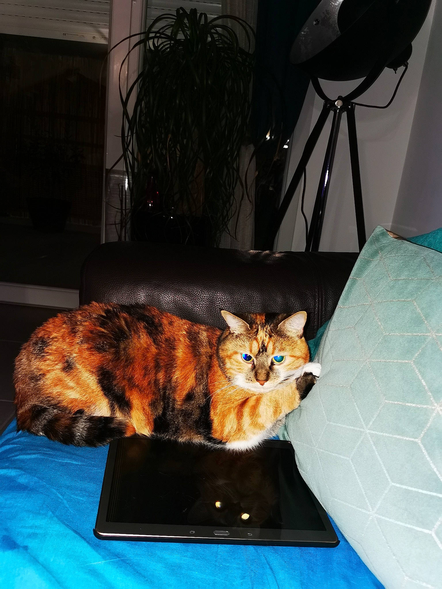 Ivy participe au concours pour gagner de l'argent avec cette photo : carnivore, cat, cymric, domestic_long_haired_cat, domestic_short_haired_cat, european_shorthair, felidae, fur, kitten, kurilian_bobtail, maine_coon, norwegian_forest_cat, small_to_medium_sized_cats, tabby_cat, table, tail, toyger, whiskers, wild_cat