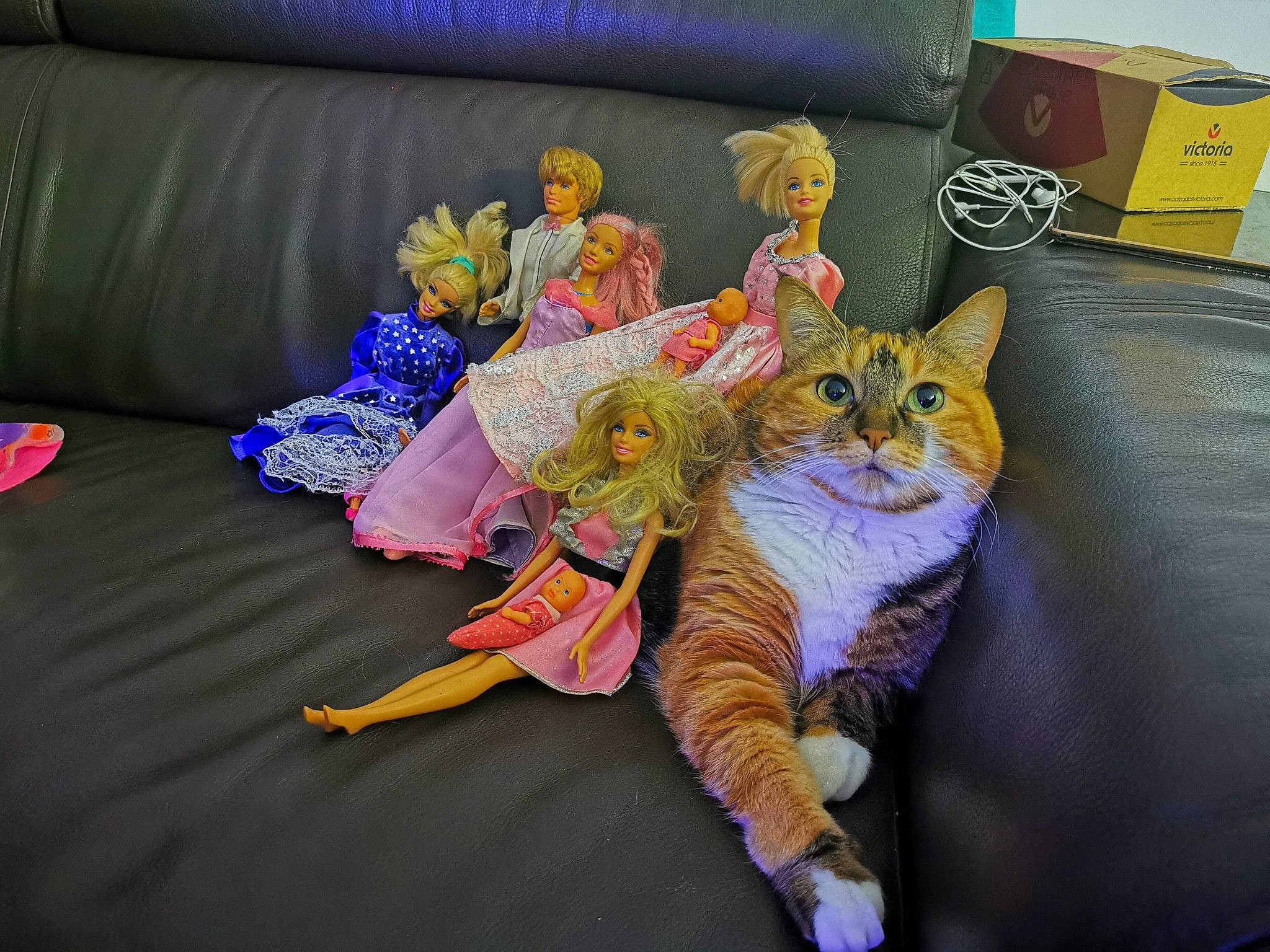 Ivy a rejoint le concours — aidez-le/la à gagner de superbes lots ! asian, carnivore, cat, domestic_short_haired_cat, european_shorthair, felidae, flower, kitten, plant, small_to_medium_sized_cats, tabby_cat, tail, textile, whiskers