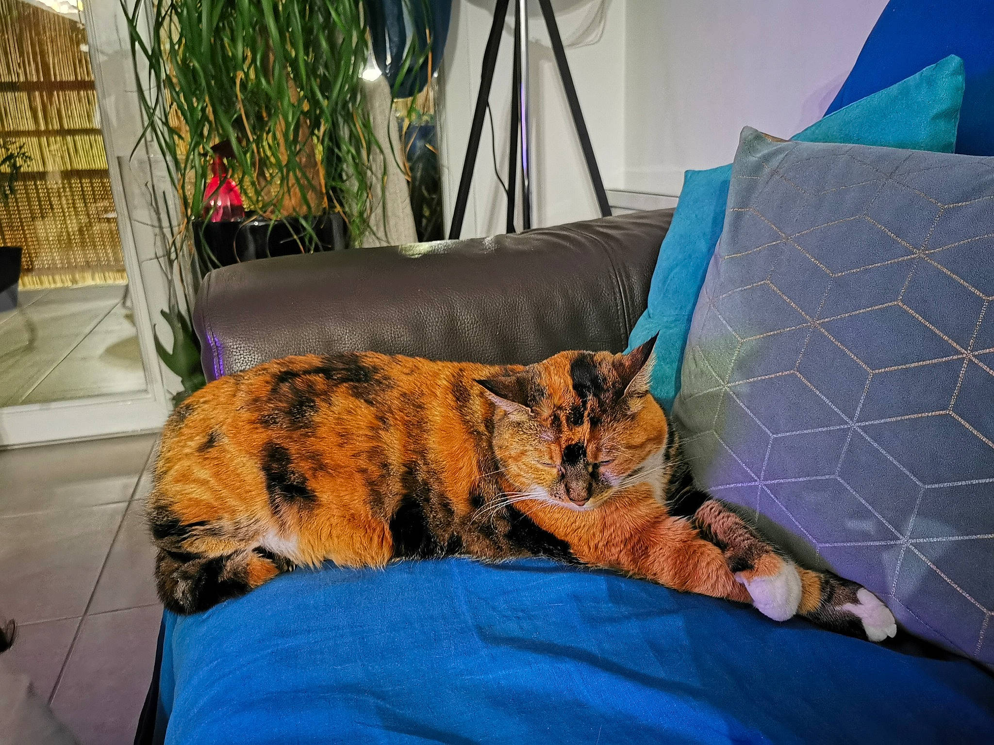 Ivy participe au concours pour gagner de l'argent avec cette photo : canidae, carnivore, cat, domestic_short_haired_cat, dragon_li, european_shorthair, felidae, fur, nap, sleep, small_to_medium_sized_cats, tabby_cat, toyger, whiskers