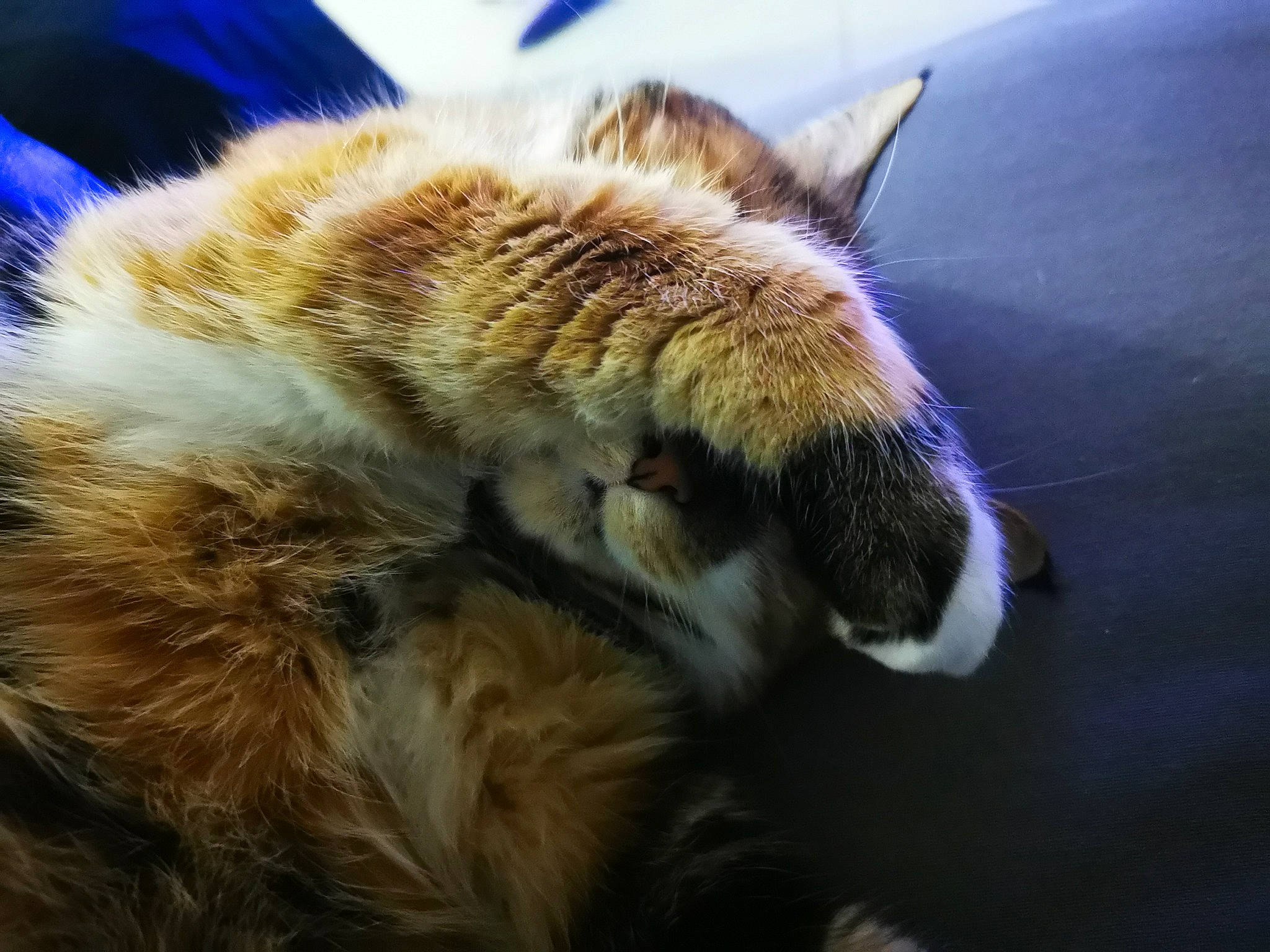 Ivy participe au concours pour gagner de l'argent avec cette photo : carnivore, cat, claw, ear, european_shorthair, eye, felidae, fur, kitten, nose, organ, paw, sky, sleep, small_to_medium_sized_cats, snapshot, snout, tabby_cat, whiskers