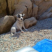 Princesse a rejoint le concours — aidez-le/la à gagner de superbes lots ! dog, pebbles, rocks, outdoor, sunlight, collar, sitting, black_and_white, nature, relaxed, stone, animal, daylight, blue_towel, inflatable, quiet, resting, pet, scenic, calm