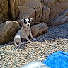 dog, pebbles, rocks, outdoor, sunlight, collar, sitting, black_and_white, nature, relaxed, stone, animal, daylight, blue_towel, inflatable, quiet, resting, pet, scenic, calm
