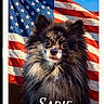 dog, pet, american_flag, portrait, fluffy, cute, animal, fur, eyes, face, background, outdoor, canine, mammal, domestic_animal, flag, red, white, blue, patriotic