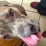 dog, brindle_coat, close_up, tongue, floor, tile, pet, animal, playful, canine, indoor, brown, fur, snout, whiskers, nose, eyes, ears, paw, shoes