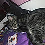 Kitkat is registered to the contest to win money with this photo: cat, tabby, sleeping, bat_wings, costume, blanket, purple, orange, indoor, pet, fur, whiskers, cute, animal, resting, cozy, domestic, feline, holiday, soft