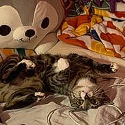 Kitkat is registered to the contest to win money with this photo: cat, tabby_cat, bed, blanket, stuffed_animal, plush_toy, indoor, cozy, laying_down, upside_down, fur, whiskers, cable, soft_toy, striped, pet, relaxing, feline, sleepy, domestic_animal