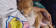 Milo is registered to the contest to win money with this photo: puppy, dog, sleeping, person, hand, shirt, cartoon_print, couch, resting, cozy, indoor, brown_dog, white_shirt, closeup, pet, nap, cute, animal, domestic, relax