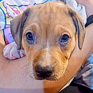 Milo is registered to the contest to win money with this photo: puppy, dog, close_up, pet, animal, cute, fur, ears, paw, face, eyes, nose, whiskers, person, arm, skin, casual, indoor, resting, adorable