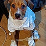 puppy, dog, white_shirt, crocs, footwear, wooden_floor, indoor, pet, cute, brown_and_white, sitting, animal, clothing, floor, small_puppy, looking_up, adorable, domestic_dog, pet_clothes, household