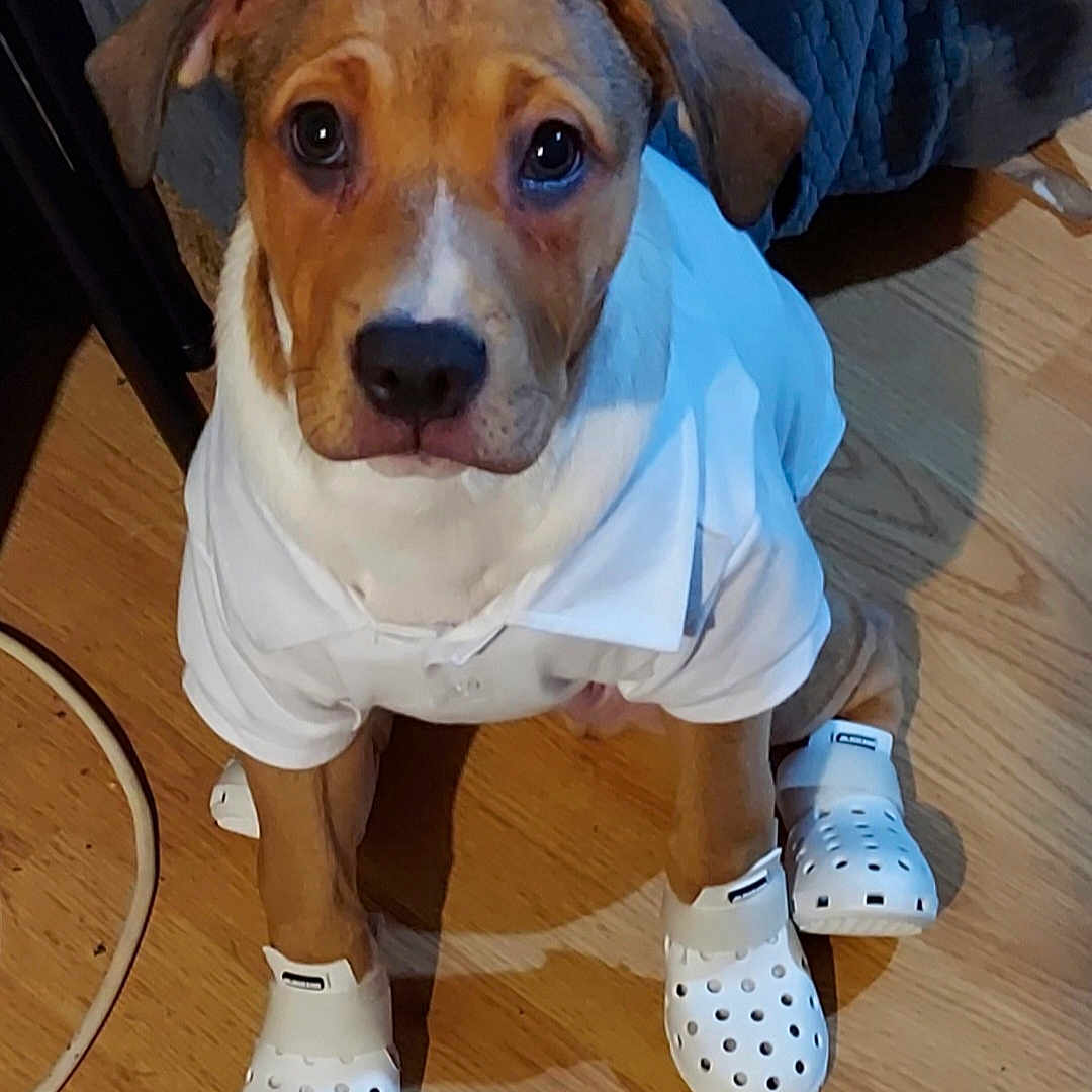 Milo joined the competition — help win amazing prizes! adorable, animal, brown_and_white, clothing, crocs, cute, dog, domestic_dog, floor, footwear, household, indoor, looking_up, pet, pet_clothes, puppy, sitting, small_puppy, white_shirt, wooden_floor