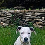 Hayko a rejoint le concours — aidez-le/la à gagner de superbes lots ! dog, puppy, white_dog, blue_eyes, black_ears, grass, greenery, stone_wall, outdoor, nature, collar, pet, animal, young_dog, sitting, curious, calm, background, daylight, portrait