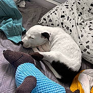 Hayko a rejoint le concours — aidez-le/la à gagner de superbes lots ! dog, puppy, sleeping, bed, pillow, blanket, toy, knitted_toy, white, black, cozy, indoor, resting, cute, animal, pet, fabric, pattern, soft, comfort